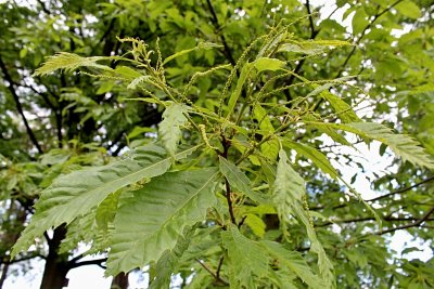 Castanea sativa 'Asplenifolia' - kaštanovník jedlý - jarní listy a budoucí květenství